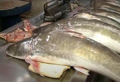 Pará suspende venda de peixe a outros estados até a sexta-feira santa