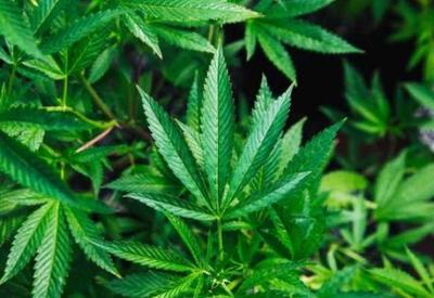Anvisa aprova mais dois produtos à base de Cannabis