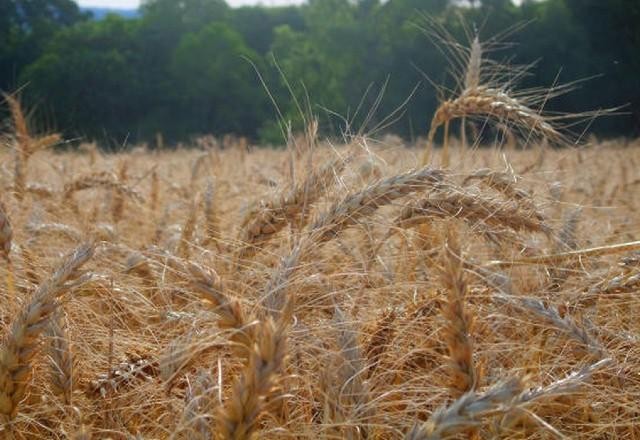 Menor oferta de fertilizantes pode gerar crise global de alimentos