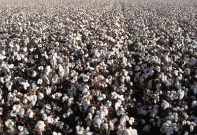 Mato Grosso implanta o vazio sanitário do algodão