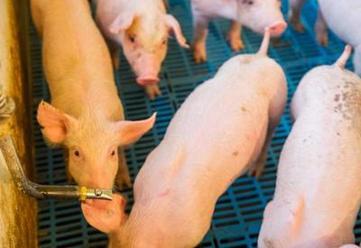 China lidera importação de carne suína brasileira