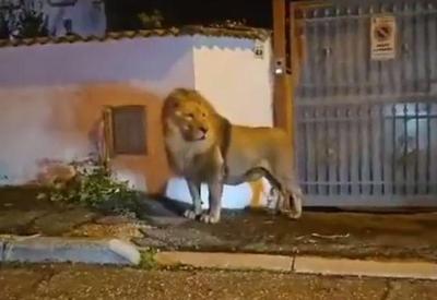 Leão escapa de circo e passa cinco horas andando nos arredores de Roma