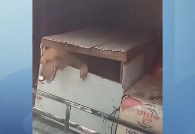 Cães são resgatados de dentro de bagageiro de ônibus em Goiás