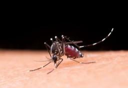 imagem da notícia Brasil ultrapassa 4,5 milhões de casos suspeitos de dengue em 2024