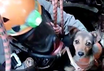 Vídeo: Bombeiros salvam cachorrinha que caiu em buraco de 10 metros no Rio