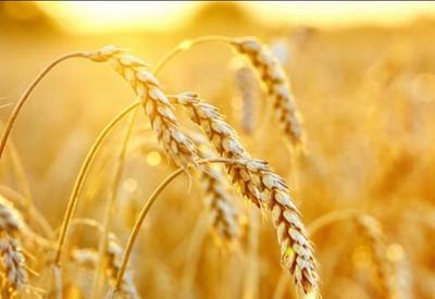 Governo destina R$ 400 milhões para apoiar produção de trigo