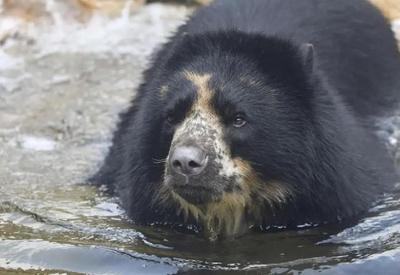 Urso foge de habitat em zoológico nos Estados Unidos